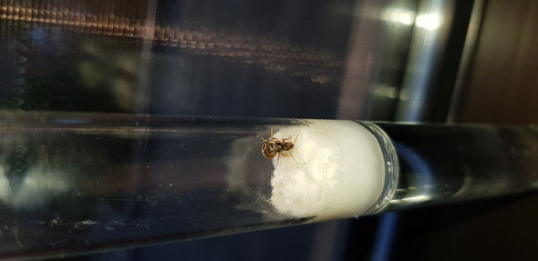 Hab ich eine Ameisenkönigin gefangen? (Tiere, Ameisen)