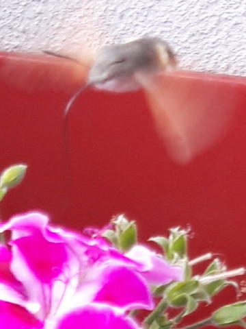 - (Tiere, Biologie, Insekten)