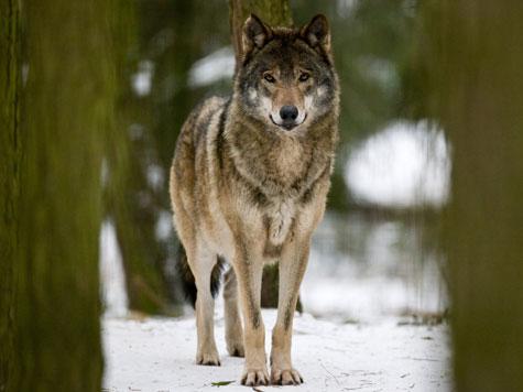 Wolf - (Tiere, Name)