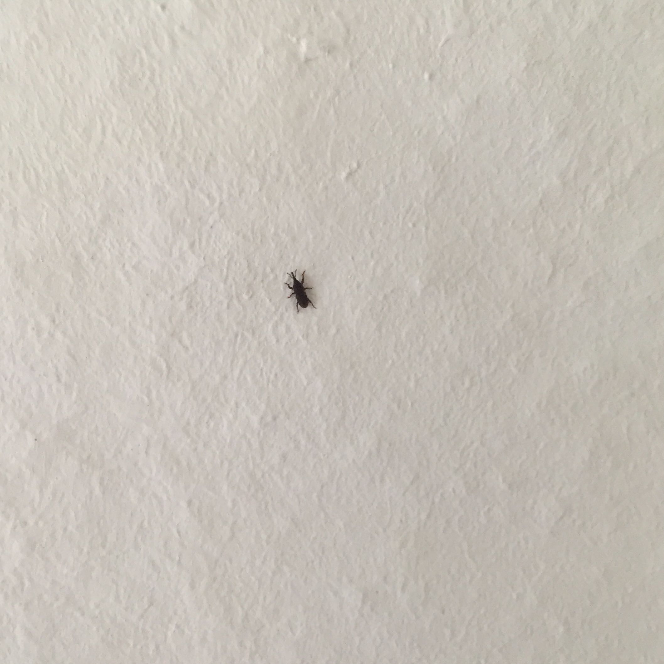 Kleine Schwarze Käfer Im Schlafzimmer Kleine Schwarze Käfer Im Schlafzimmer