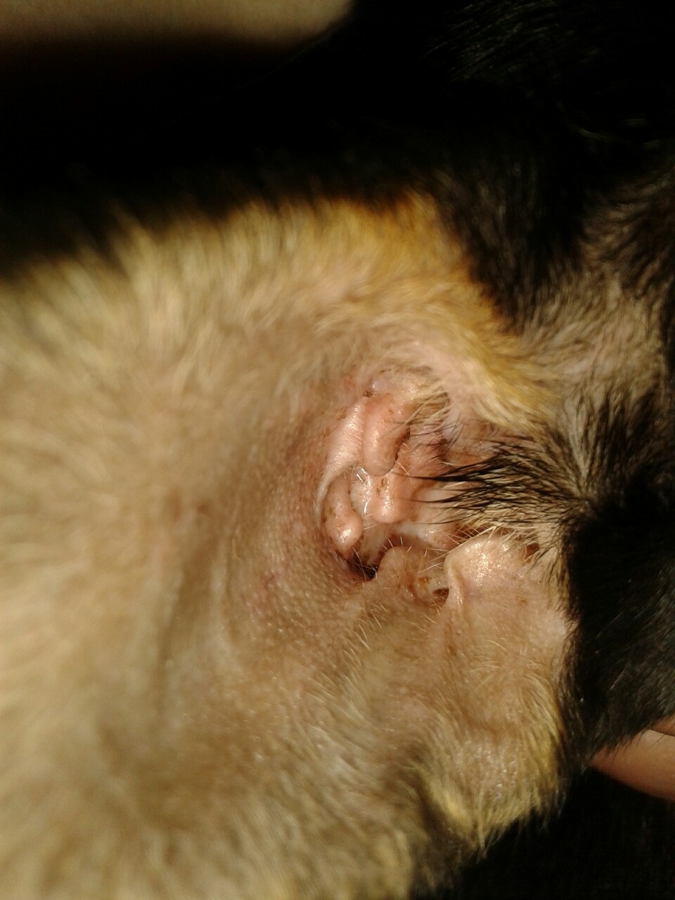 Habe bei meinen Chihuahua welpen was im Ohr gesehen sind das Milben? (Hund)