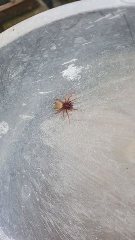 Spinne aus dem Garten - (Garten, Spinne)