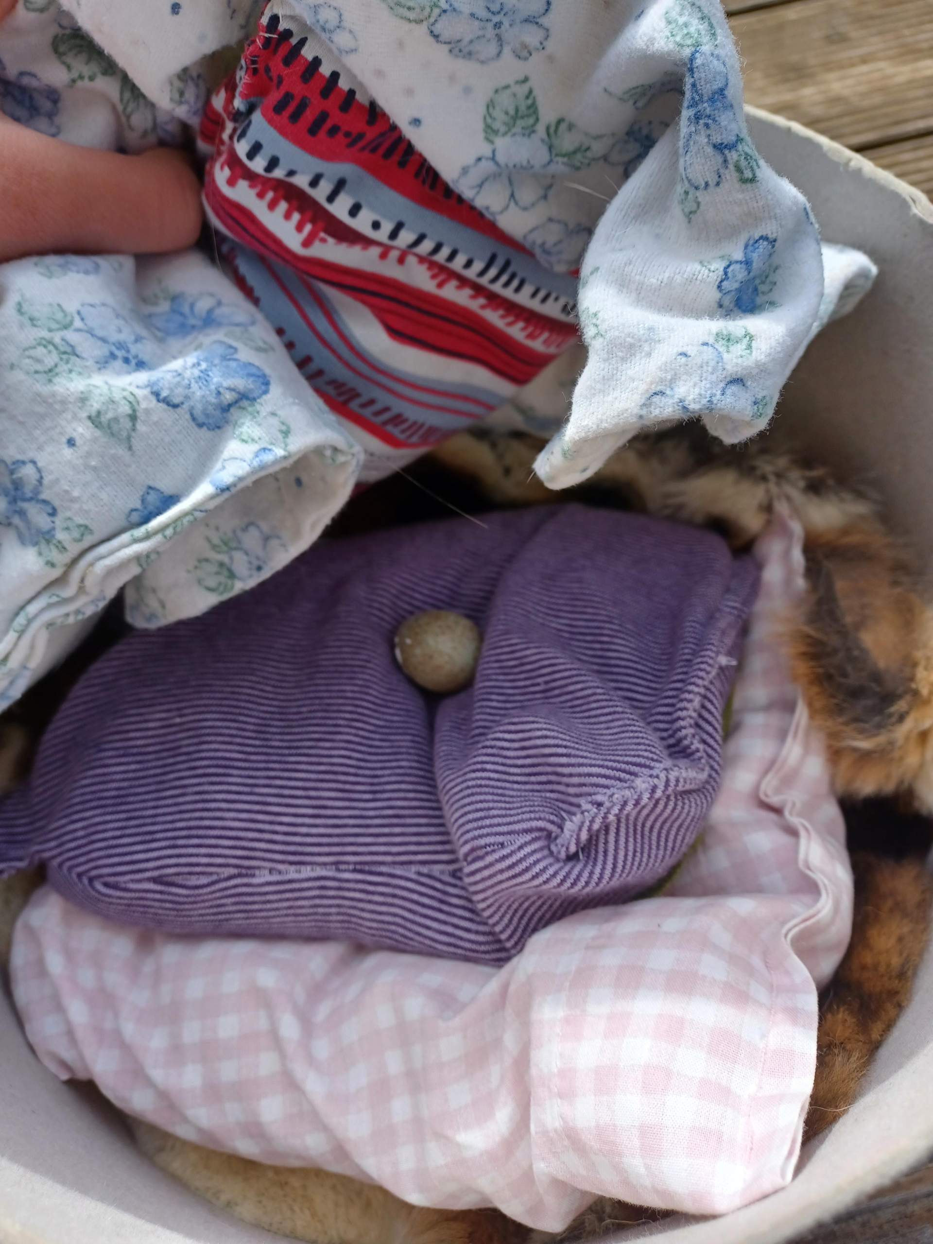 Habe ein Vogelei im garten gefunden was soll ich machen? (Eier, Amsel)