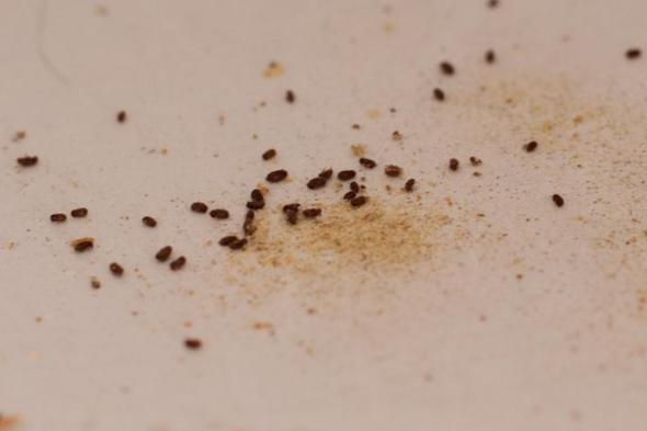 Habe gerade kleine Insekten kommen auf dem Fensterbrett im SZ entdeckt ...