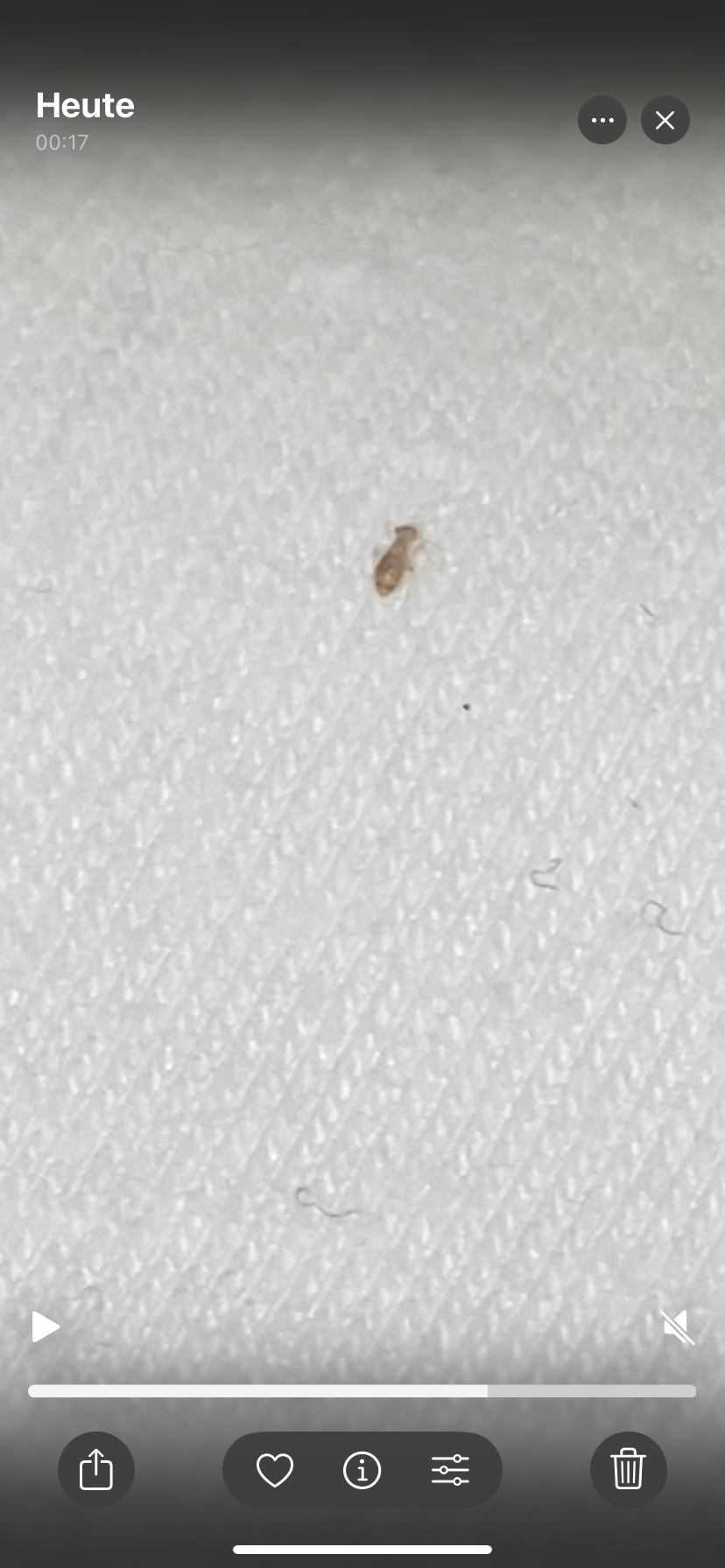 Habe ich bettwanzen? (Schädlinge, Parasiten, Flöhe)