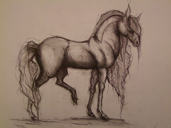 horse study - (Studium, Kunst, zeichnen)