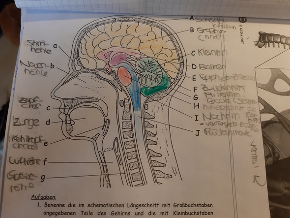 Habe Ich Die Verschiedenen Teile Des Gehirn Richtig Ausgemalt Biologie