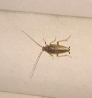 - (Biologie, Haushalt, Insekten)