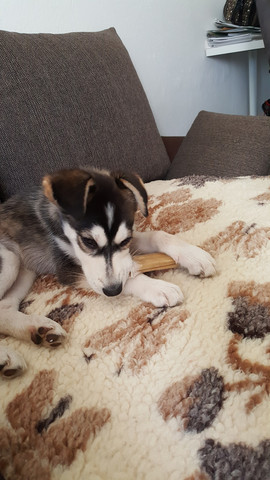 Habe Ich Einen Husky Einen Alaskan Malamute Oder Doch Ein Mix Hund Haustiere Welpen