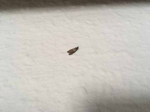 Habe Ich Lebensmittelmotten Insekten Ungeziefer