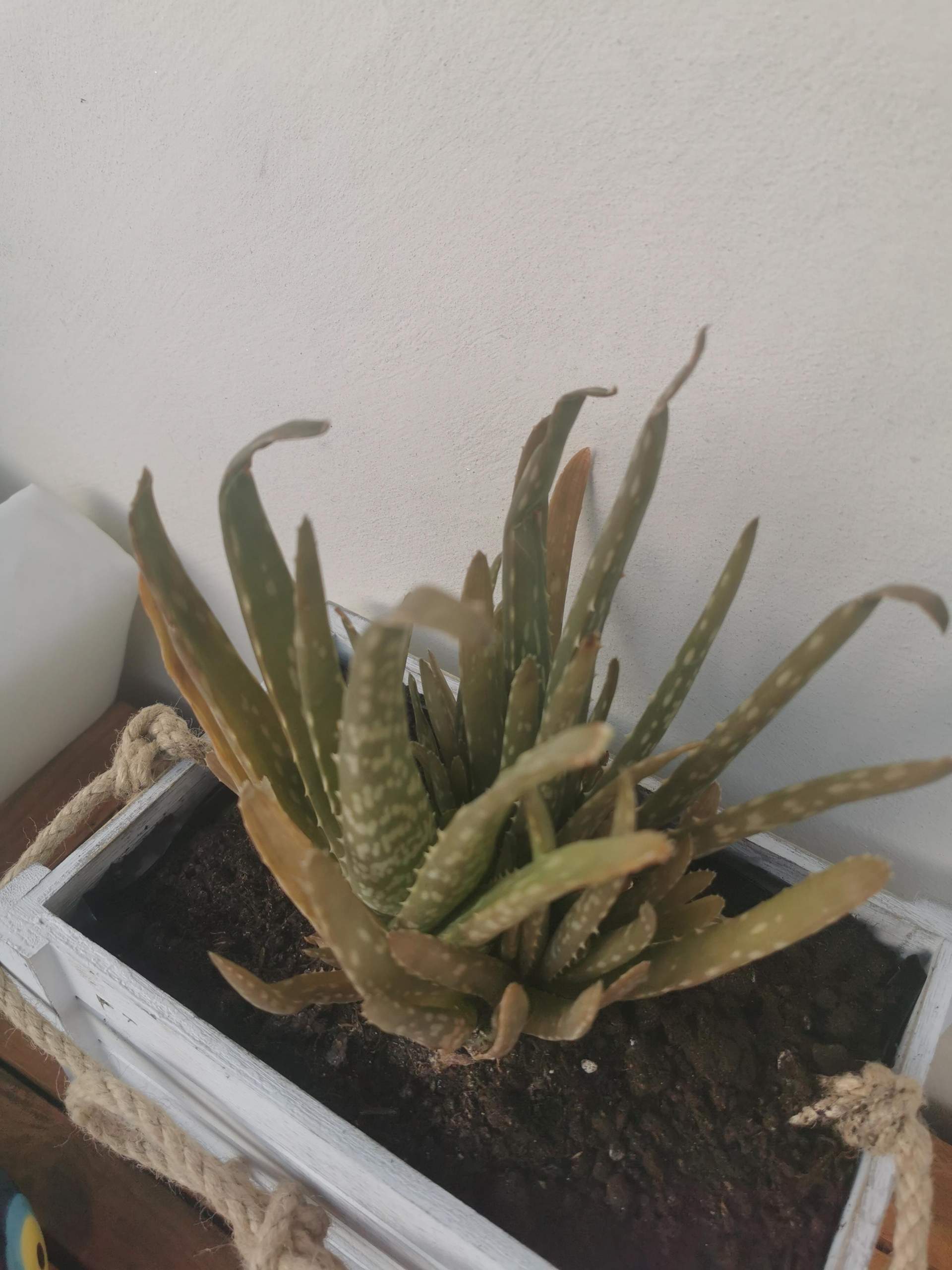 Habe ich meine Aloe Vera zu viel gegossen oder verträgt sie die Sonne