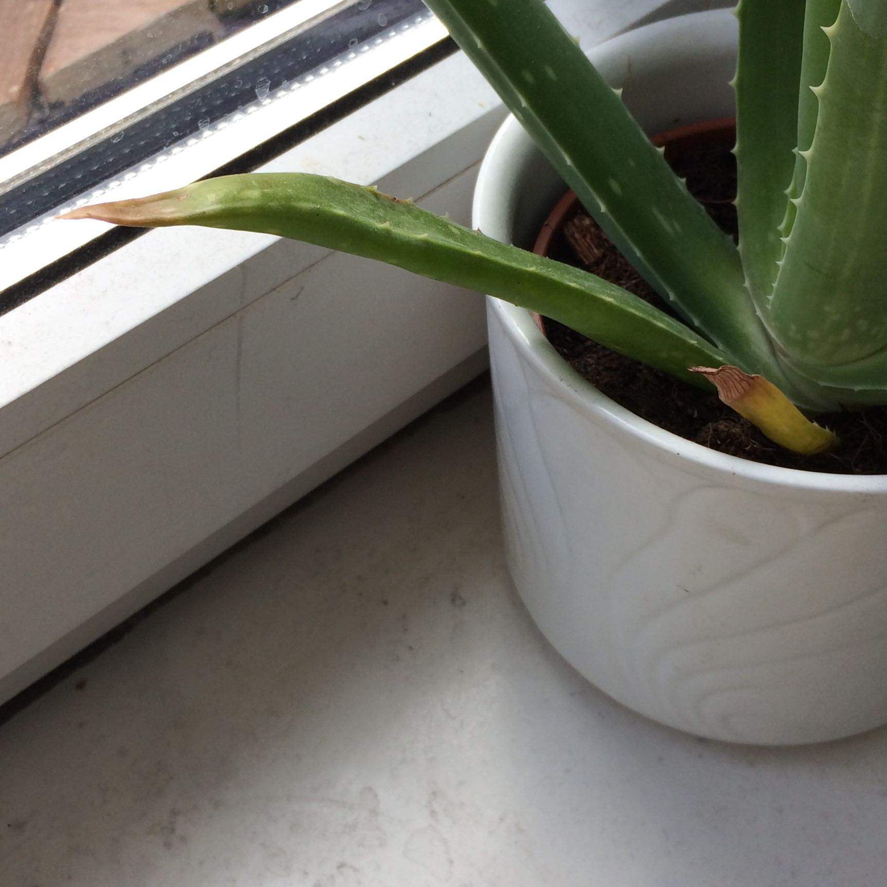 Habe ich meine Aloe Vera zu viel oder zu wenig gegossen? (Pflanzen