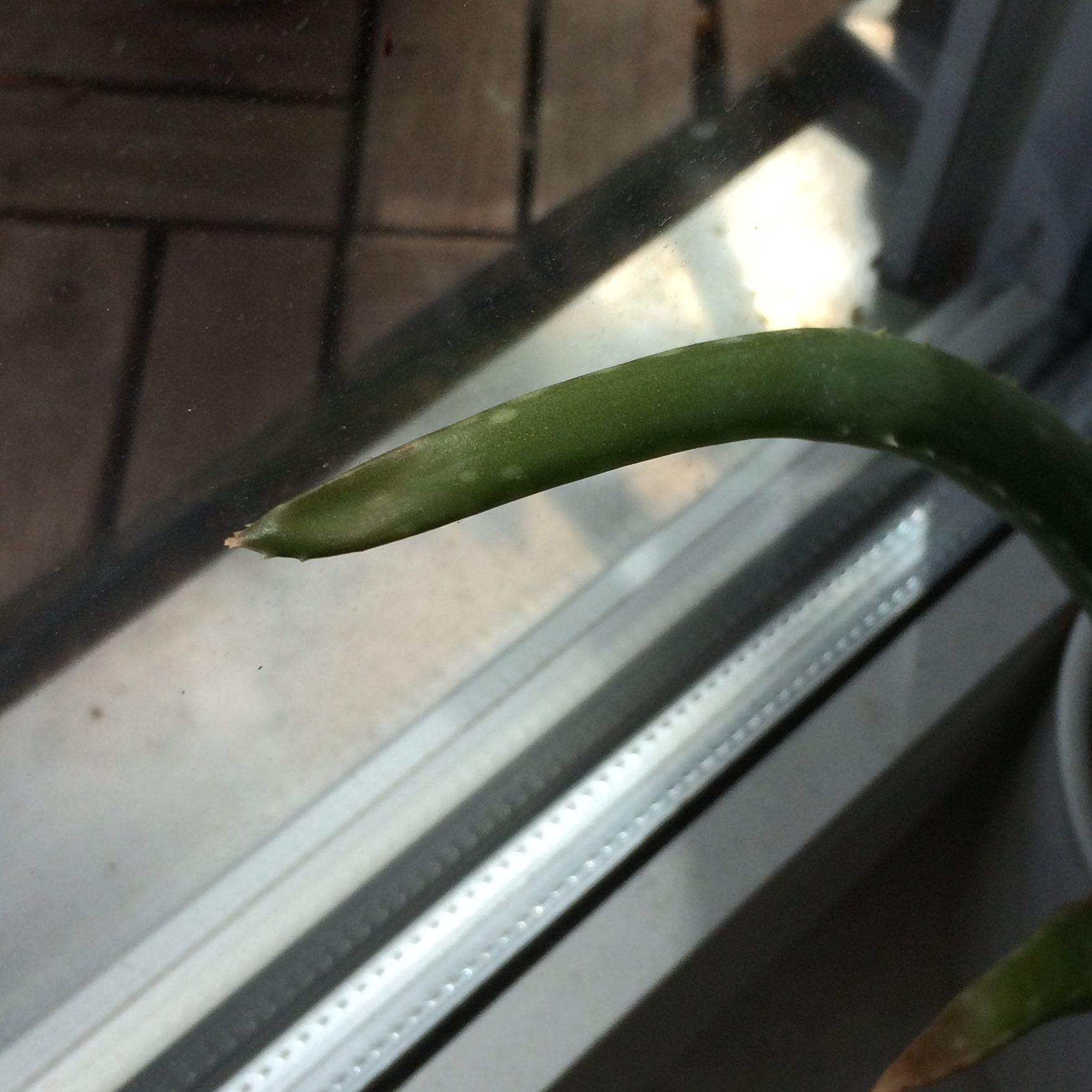 Habe ich meine Aloe Vera zu viel oder zu wenig gegossen? (Pflanzen