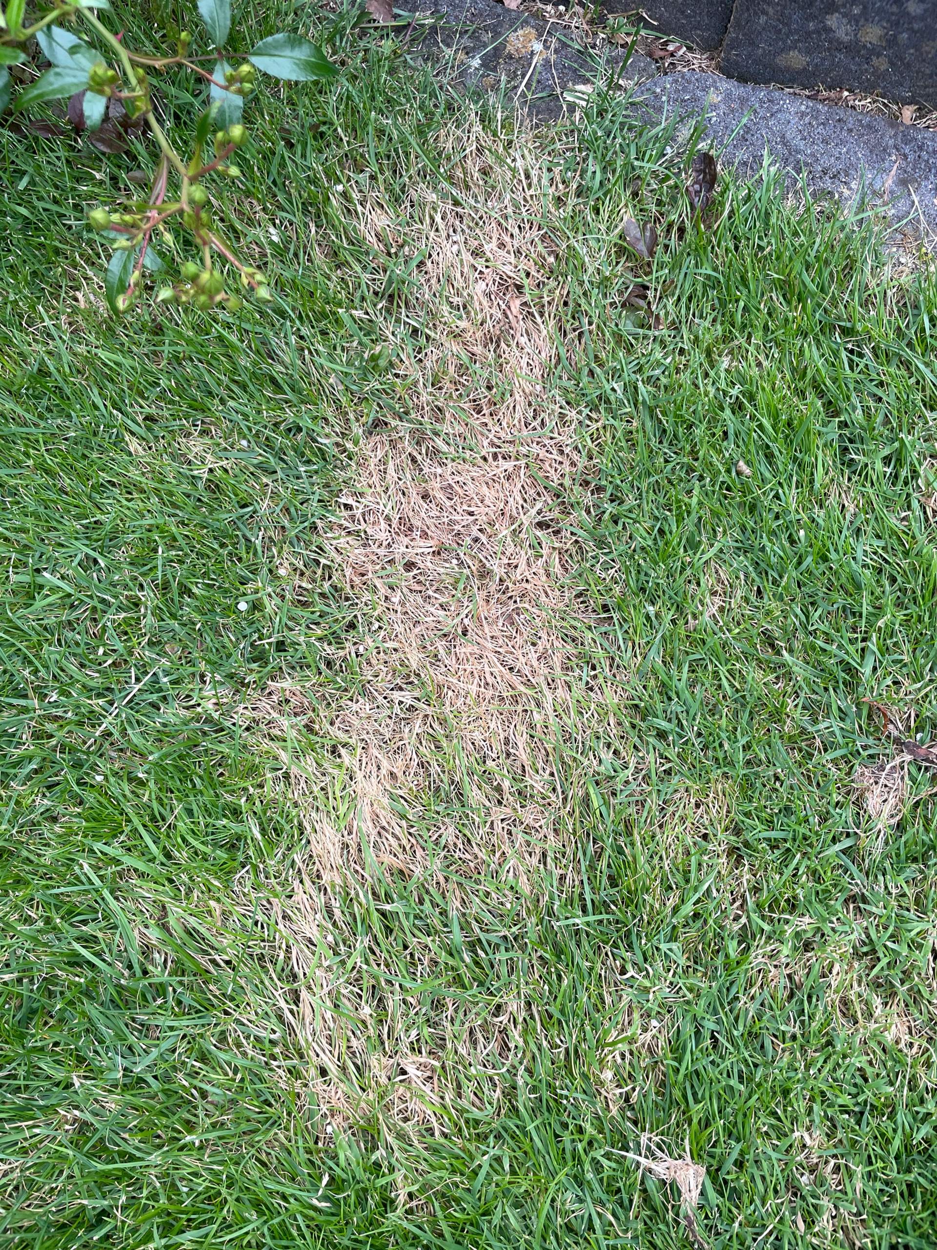 Habe ich zu viel gedüngt? (Wasser, Erde, Gras)