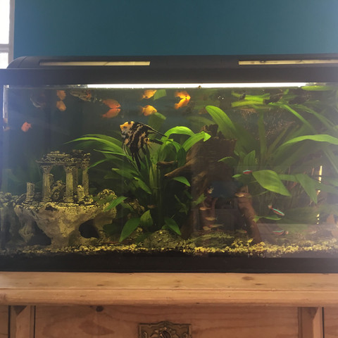Habe ich zu viele Fische im Aquarium?