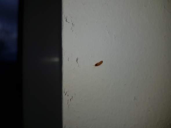 - (Insekten, Käfer)