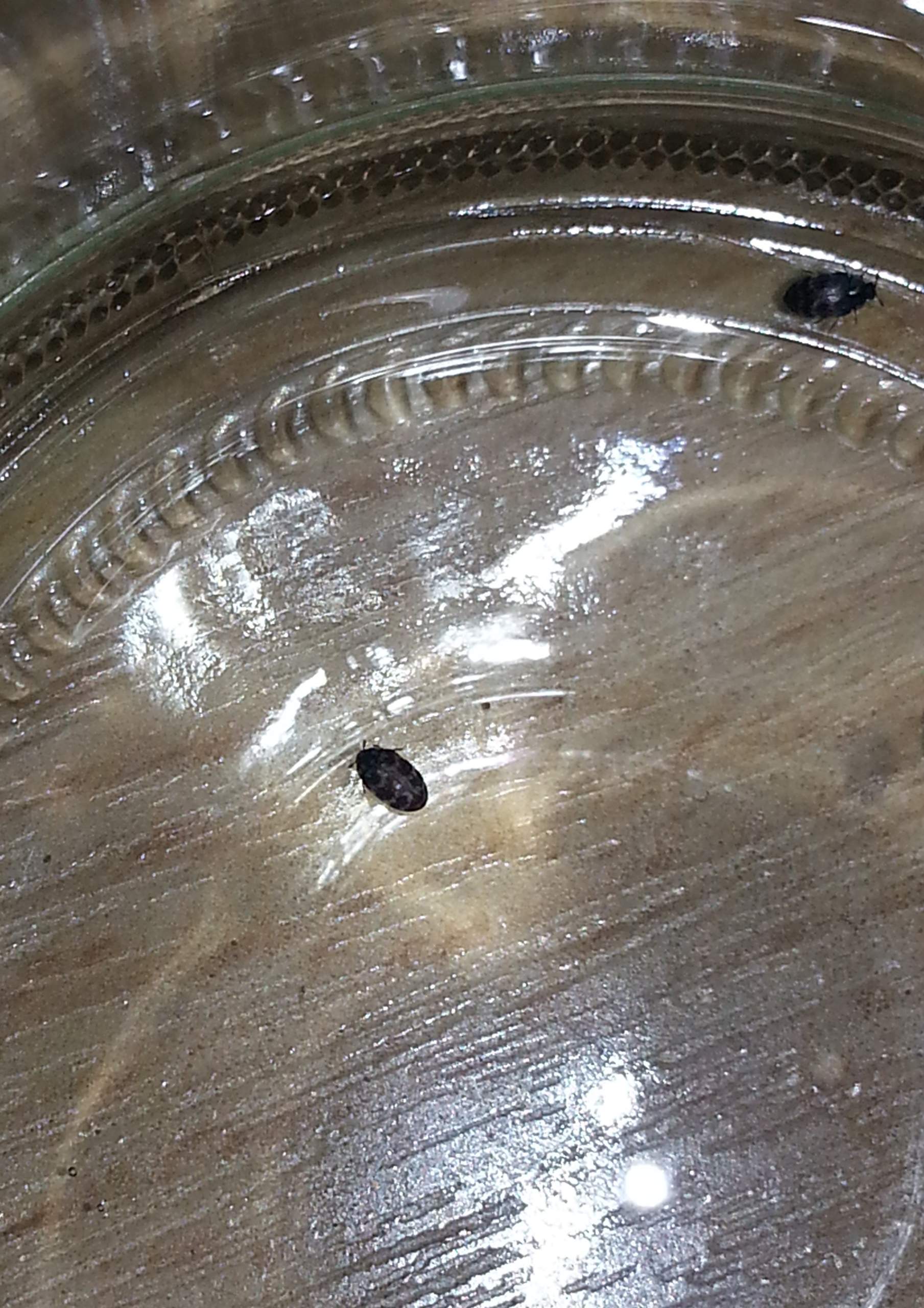 Habe kleine Käfer im Schlafzimmer (Insekten, Ungeziefer)