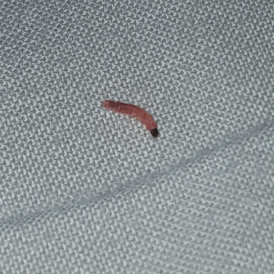 Habe Larve im Bett, aber welche?