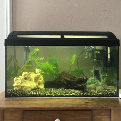 Hier ist das Aquarium
- (Fische, Aquarium)