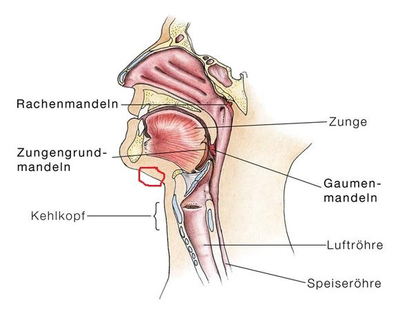 Habe Seit 2 Wochen Einen Komischen Knoten Am Hals Arzt Krank Medizinisch Habe Seit 2 Wochen Einen Komischen Knoten Am Hals Arzt Krank Medizinisch