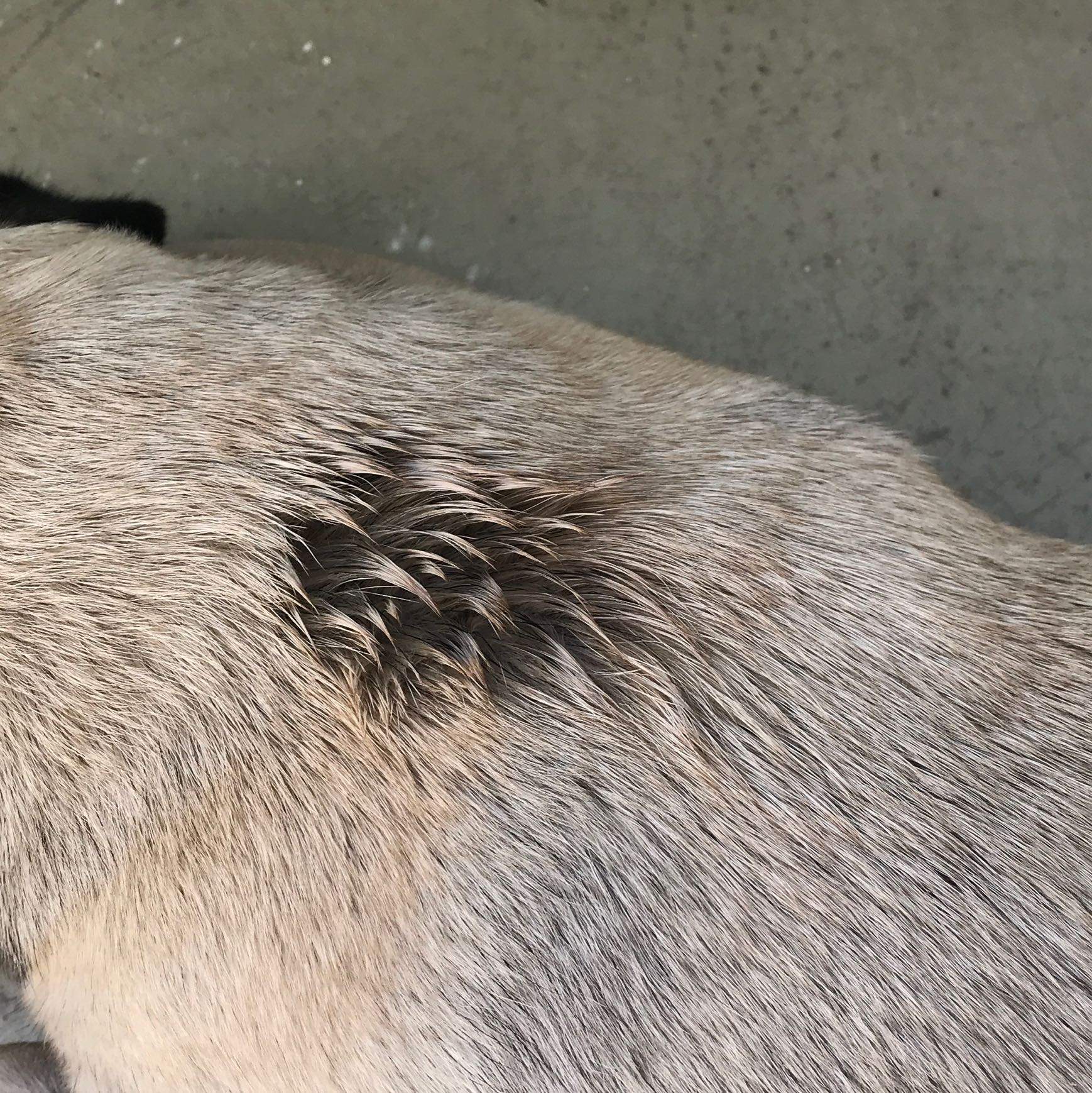 Habe soeben das erste Mal Advocate bei meinem Hund aufgetragen. Nun hat