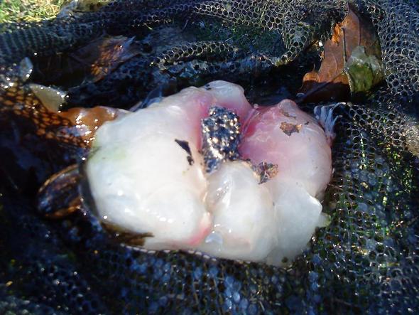was ist das? - (Garten, Fische, Teich)