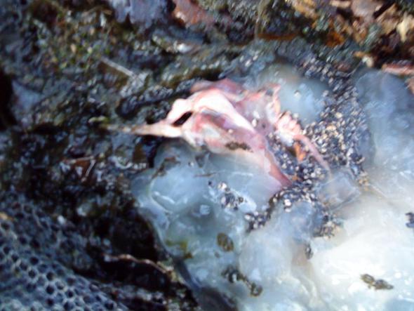 was ist das? - (Garten, Fische, Teich)