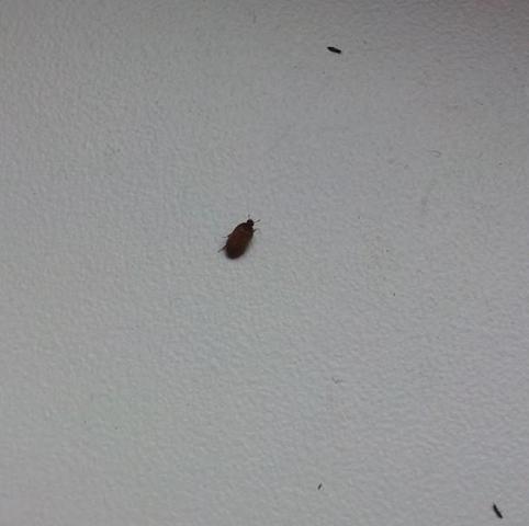 Habe Ungeziefer (kleine Käfer) in der Wohnung.