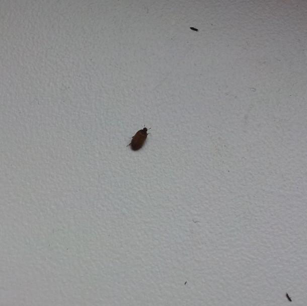 Habe Ungeziefer (kleine Käfer) in der Wohnung:( (Schädlinge)