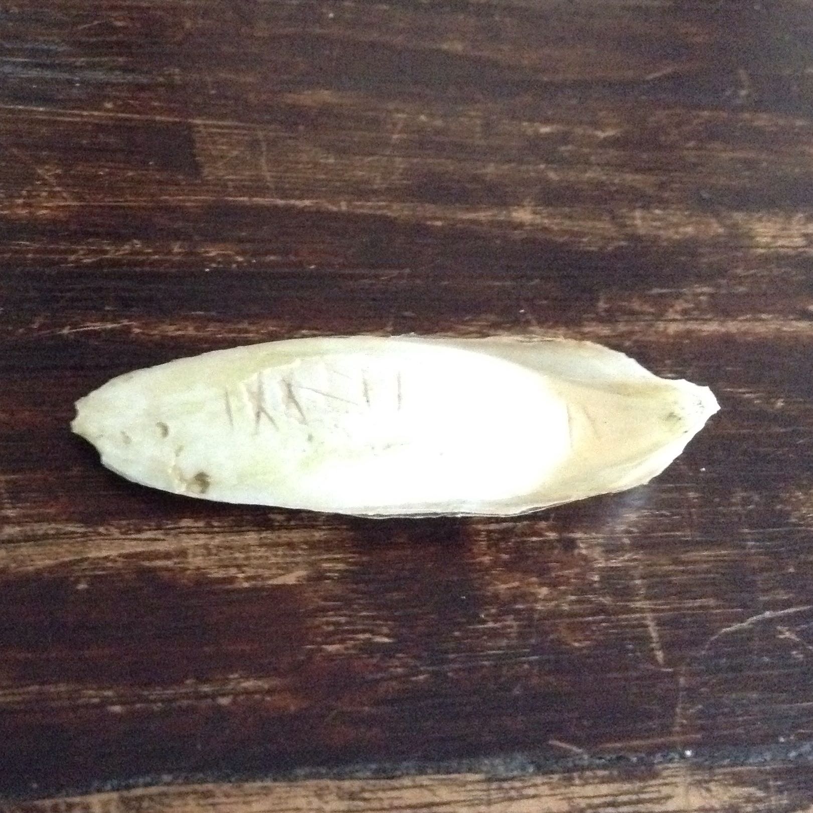 Habe was komisches am Strand in Holland gefunden weiß aber nicht was es