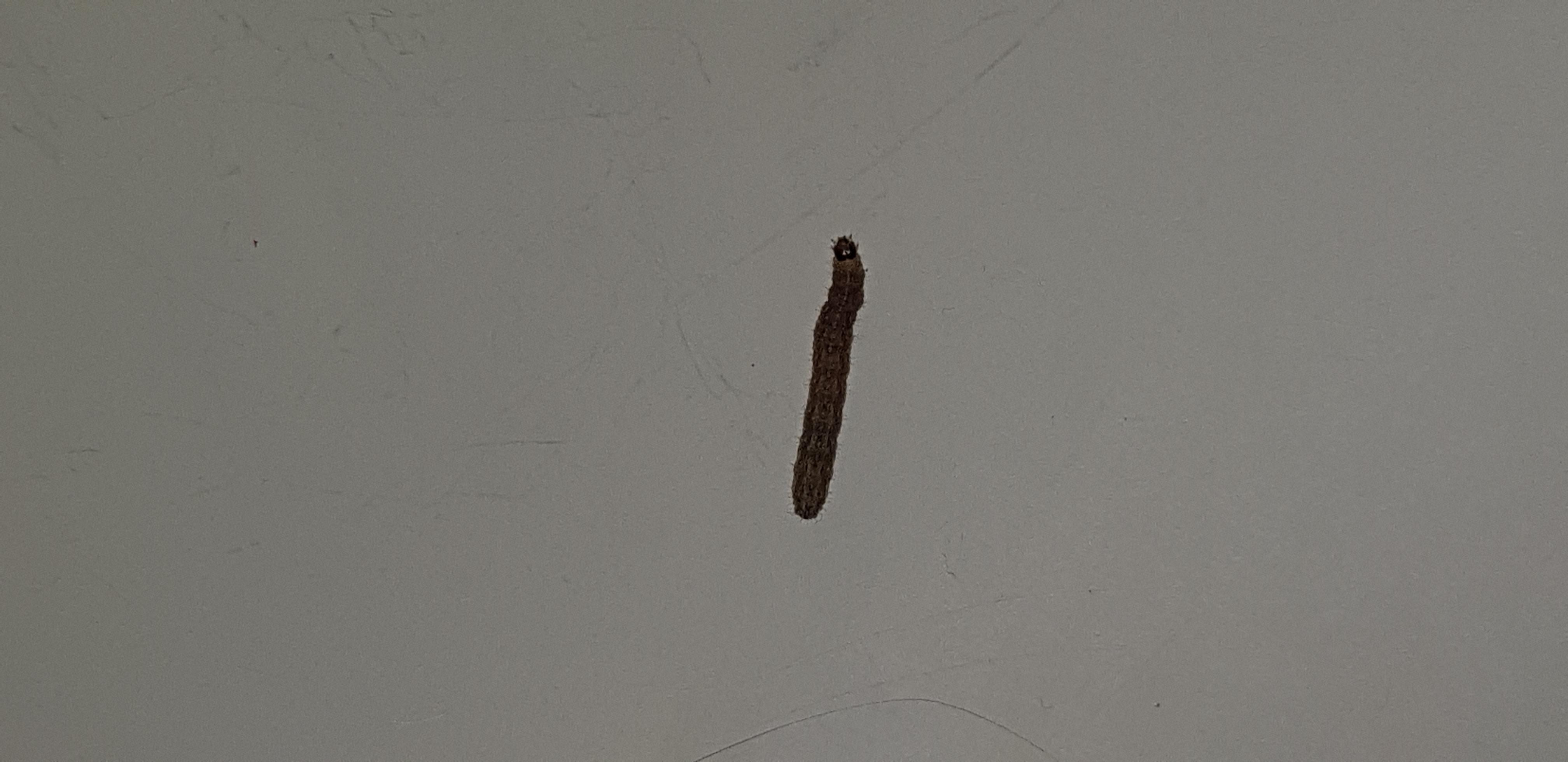 Habe Wurm in meiner Badewanne gefunden. Was ist das? (Insekten, Würmer