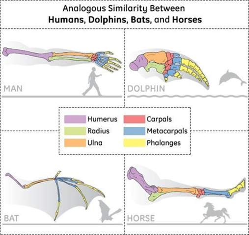 Haben alle Säugetiere ähnliche Skelette und eine ähnliche Knochenzahl?