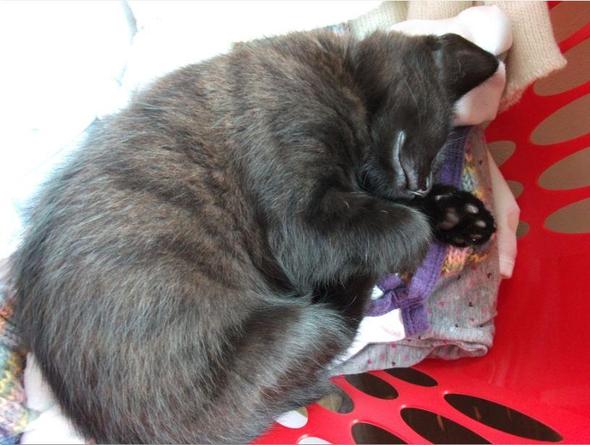 kleine schwarze Katze - (Katze, Katzen)