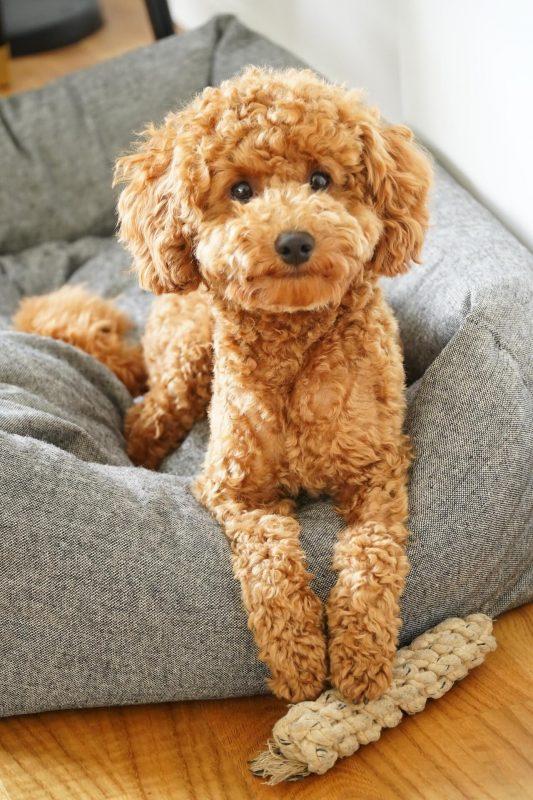 Haben alle Zwergpudel lange Haare um die Schnautze? (Hund, Frisur)