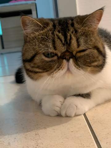 Haben Auch Andere Exotic Shorthair Katzen Diese Augen Krankheit Gesundheit Und Medizin Tiere Katze Haben Auch Andere Exotic Shorthair Katzen Diese Augen Krankheit Gesundheit Und Medizin Tiere Katze