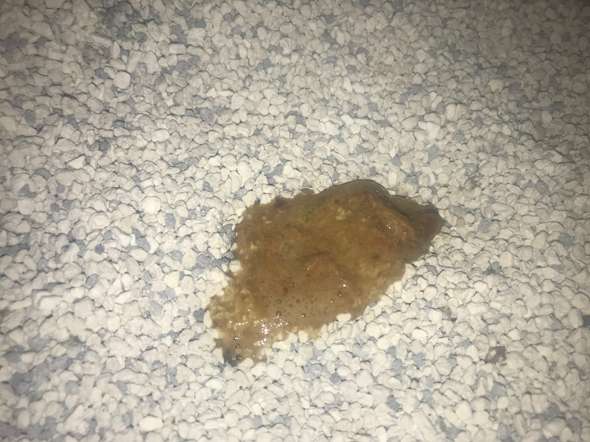 Haben Die Kitten Giardien Gesundheit Und Medizin Tiere Katze