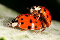 Haben diese roten Käfer gerade Sex oder vermenschliche ich das?
