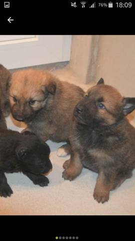 Haben Gesunde Reinrassige Schaferhund Welpen Schlappohren Hund