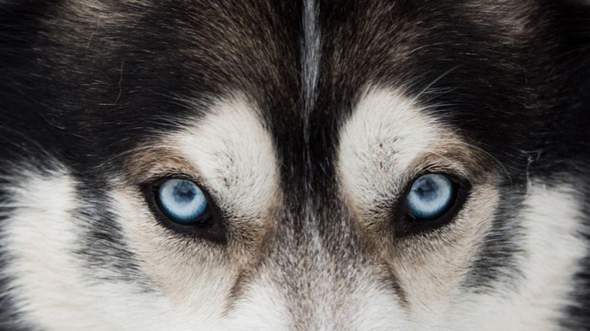 Haben Husky Hunde Menschen Augen Nur Sie Hund Welpen