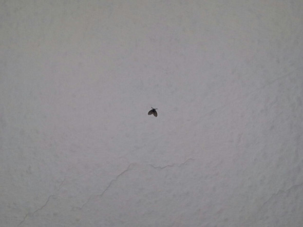 Kleine schwarze Motten? - (Motten, Motten Fliegen)