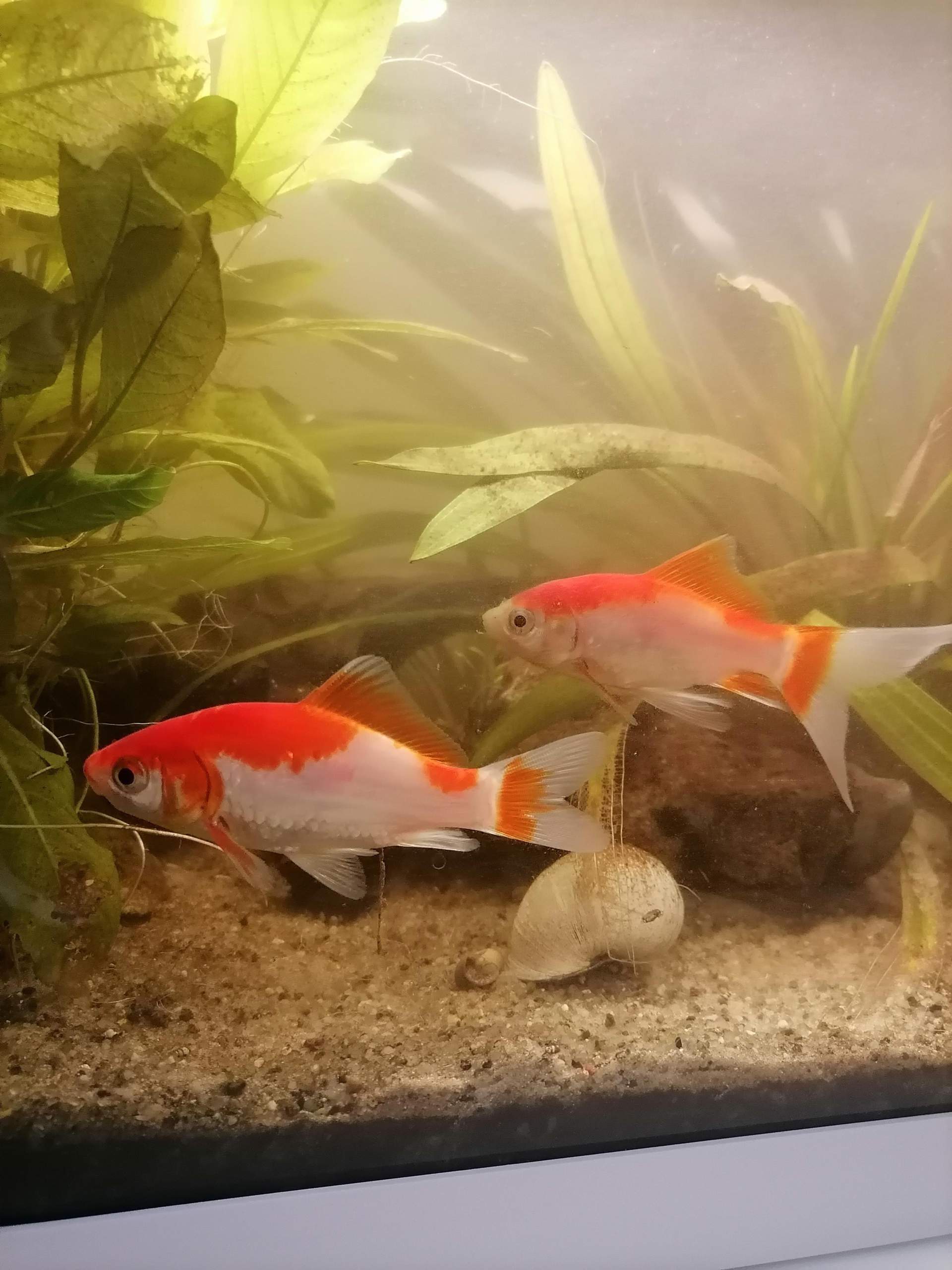 Haben meine Goldfische zu wenig Platz? (Wasser, Größe, Aquarium)