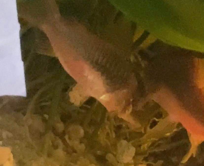 Haben meine panzerwelse Eier? (Wasser, Aquarium, Aquariumfische)