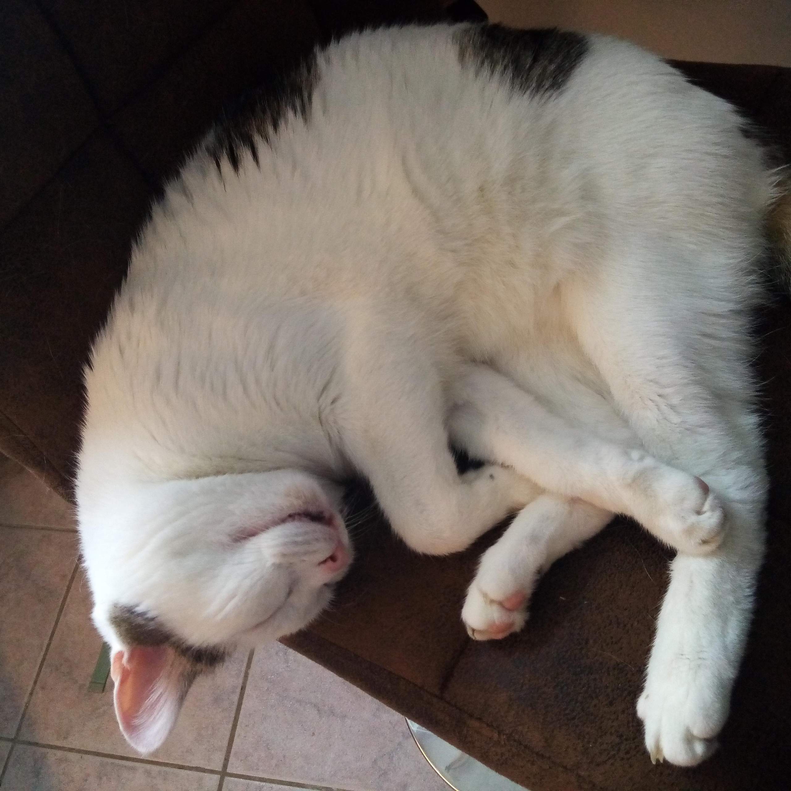 Haben Senior Katzen häufiger weichen Stuhlgang? (Tierarzt, Kater, Durchfall)