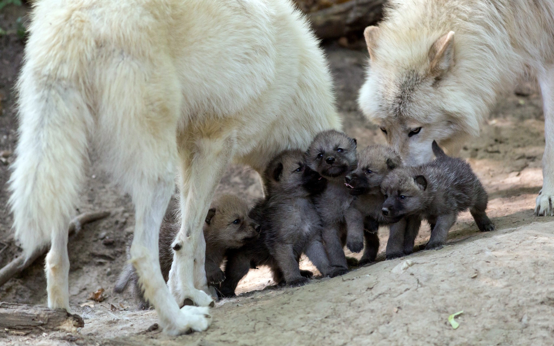 Haben Wolfswelpen dunkles Fell? (Tiere, Biologie, Junge)