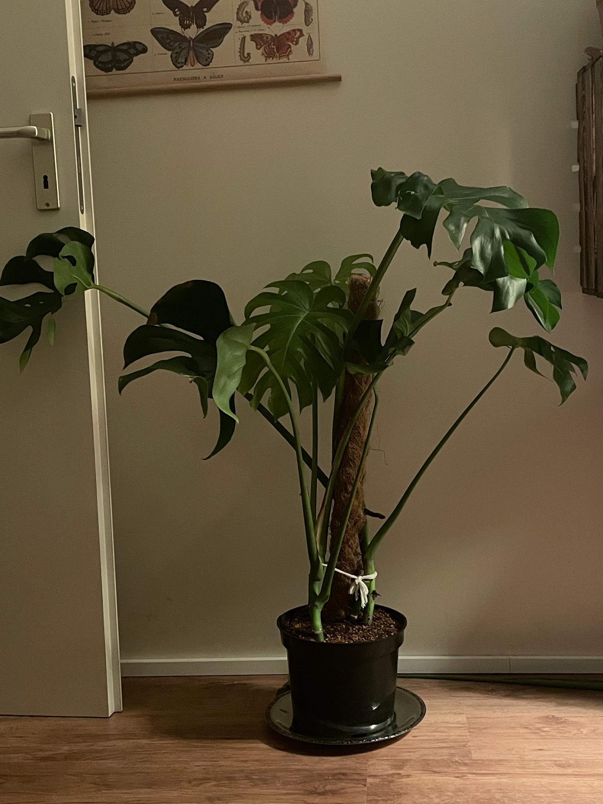 Habt ihr eine Lieblings Zimmer, Gartenpflanze? (Pflanzen, Zimmerpflanzen)