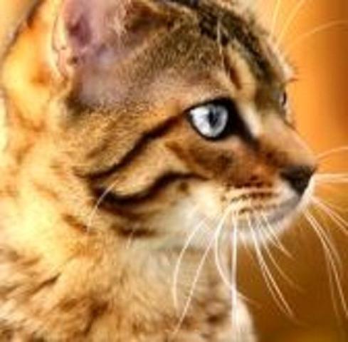 Habt Ihr Schöne Warrior Cats Bilder Die Wie Echte Katzen