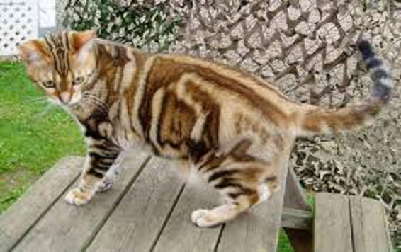 Warrior Cats Film Schleicht Sich Ins Kino Kinode