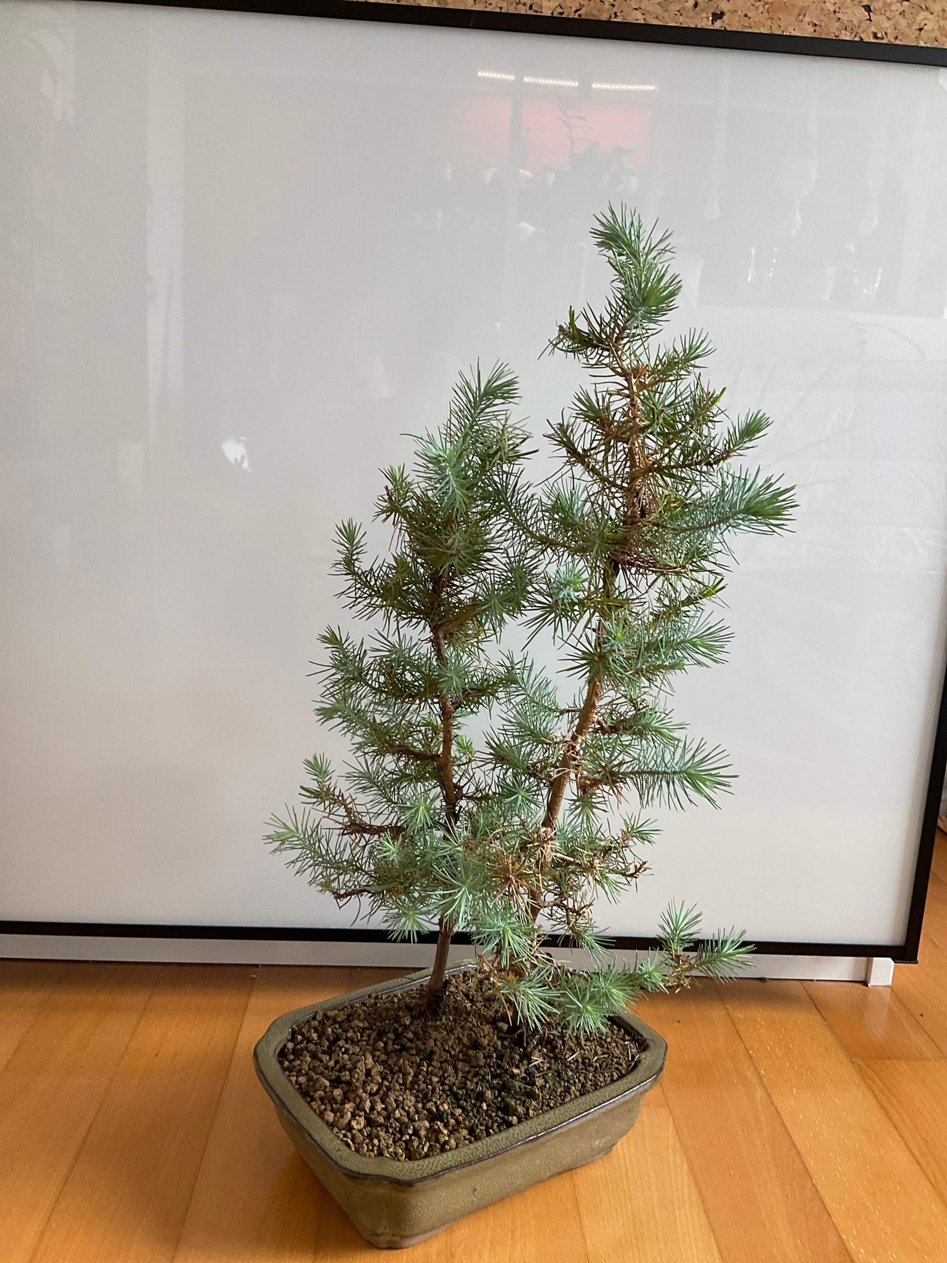 bonsai erde hornbach Yucca Rostrata Hidra | 200 cm
