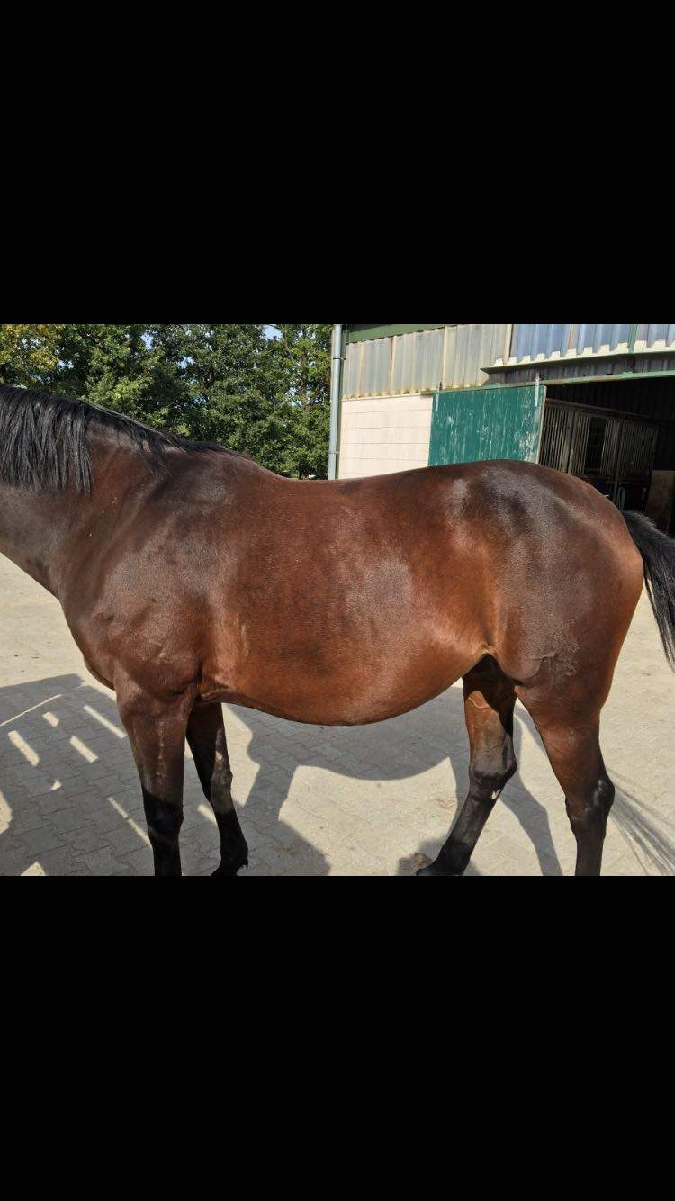 Hängebauch bei Pferd, was tun? (Training, Bauch)