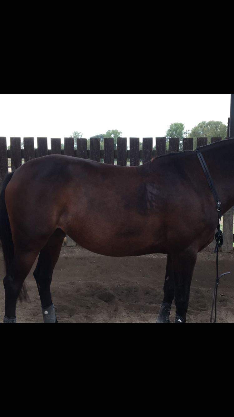 Hängebauch bei Pferd, was tun? (Training, Bauch)